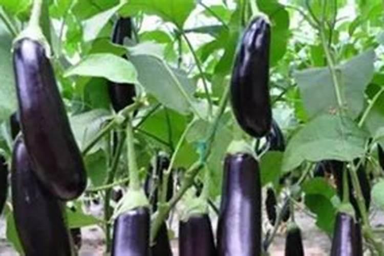 茄瓜种植方法是什么