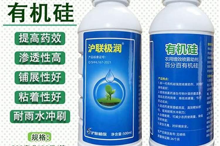给茉莉花叶子喷水什么时候喷好茉莉花叶子如何喷水