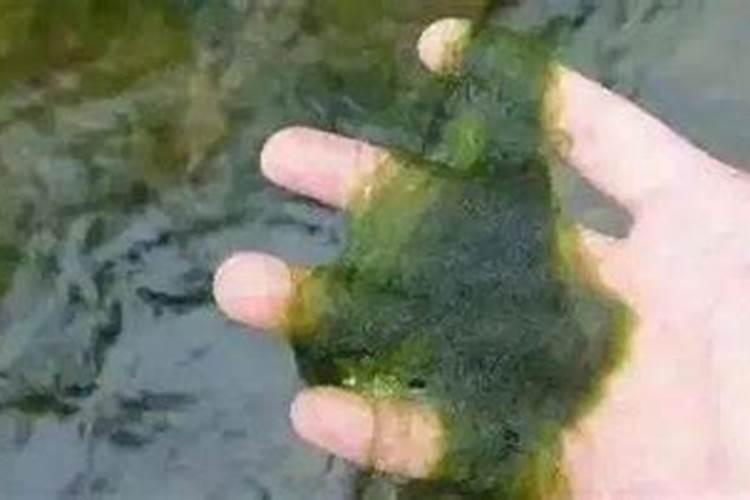 我的水泥鱼池刚砌好,晒不到太阳,有没有什么方法能快速长出青苔来