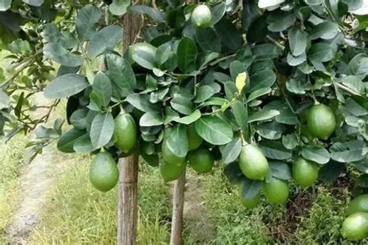 如何种植香水柠檬相关种植方法