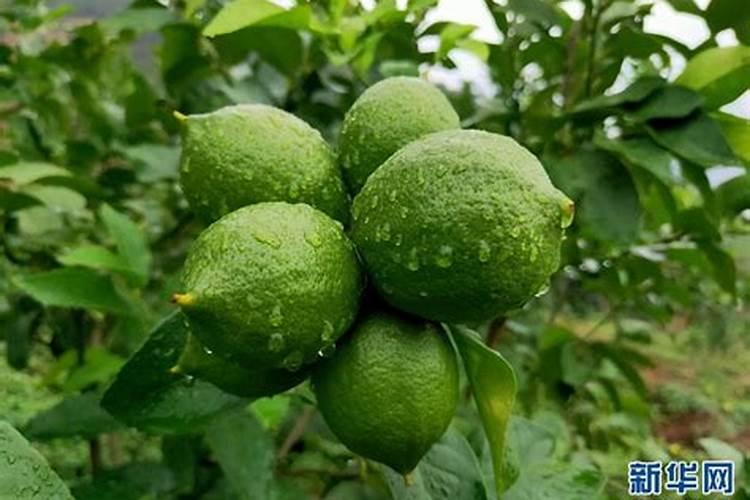 香水柠檬施肥后根枯了怎么办？