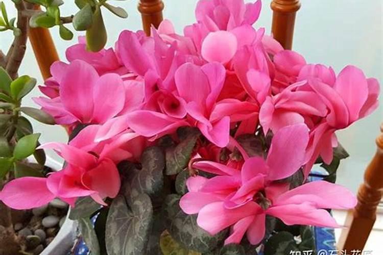 仙客来开花时如何施肥,开花后的处理