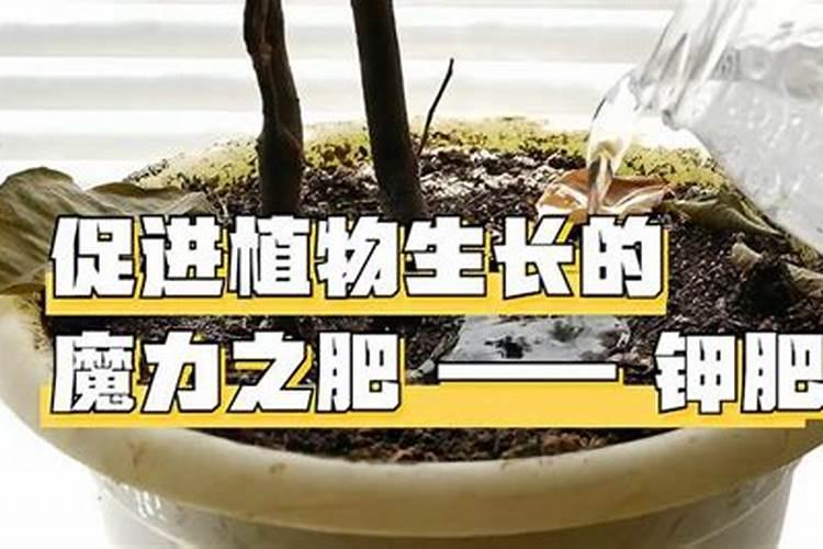 桔子树打什么农药好