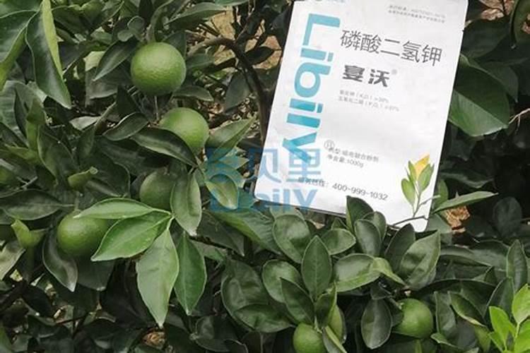 芸苔素加液态氮肥喷施黄瓜秧起什么作用？