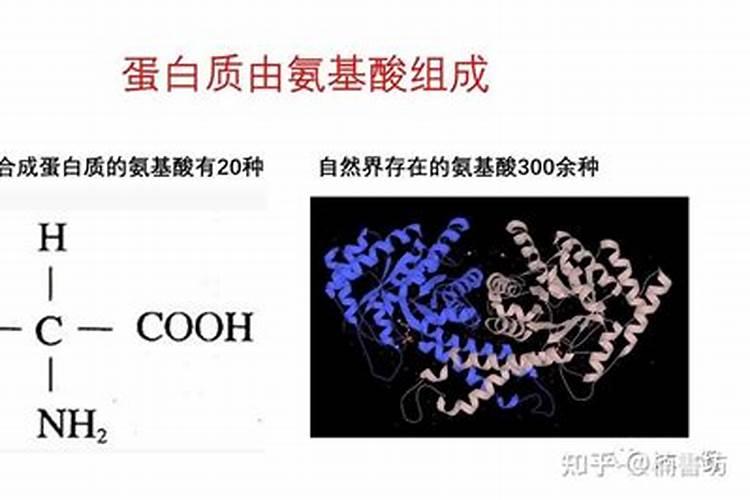 氨基酸和鱼蛋白到底有什么区别,差别在哪里呢？