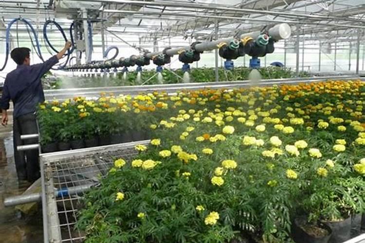 日光温室大棚辣子打磷酸二氢钾和芸苔素上午好还是下午好？