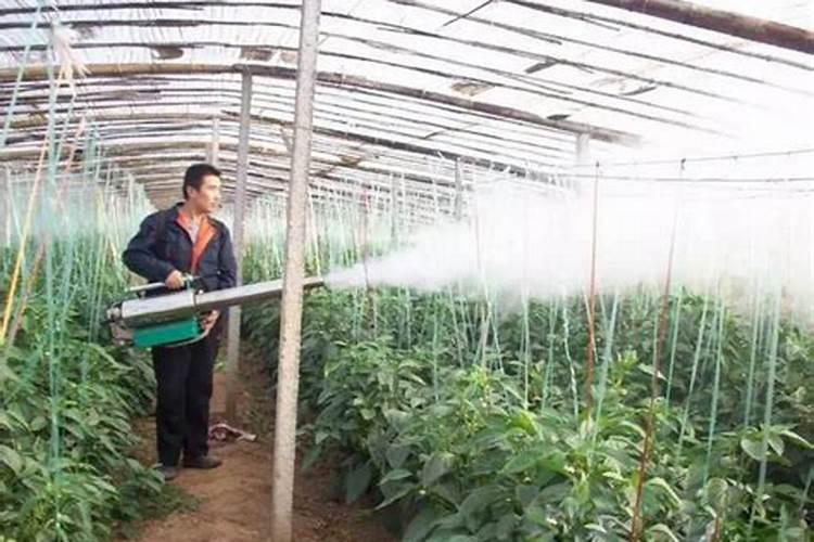 叶面肥怎样用好？