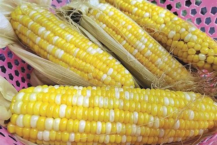 玉米后期打什么叶面肥能增加产量？