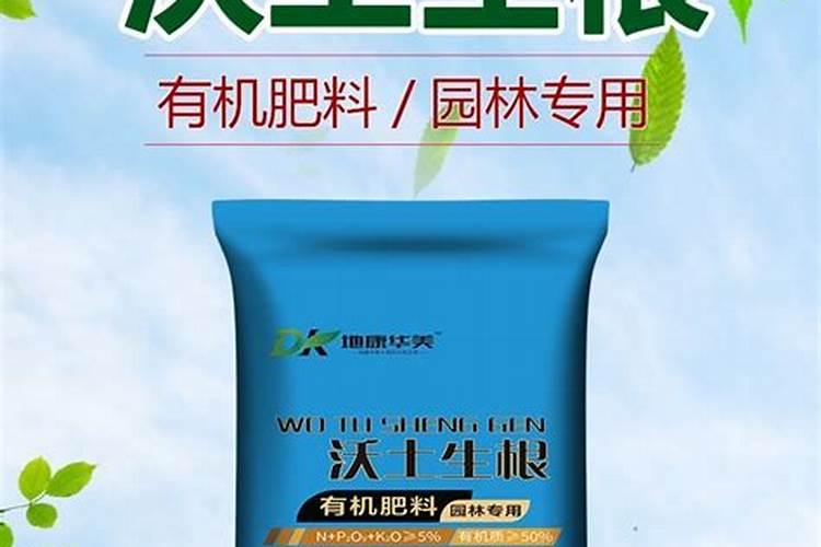 君子兰根系细弱难开花怎么解决