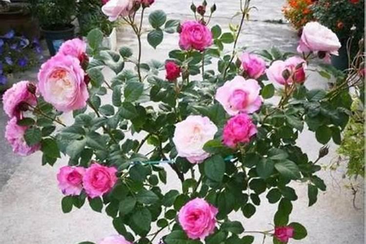 月季花用什么生长素