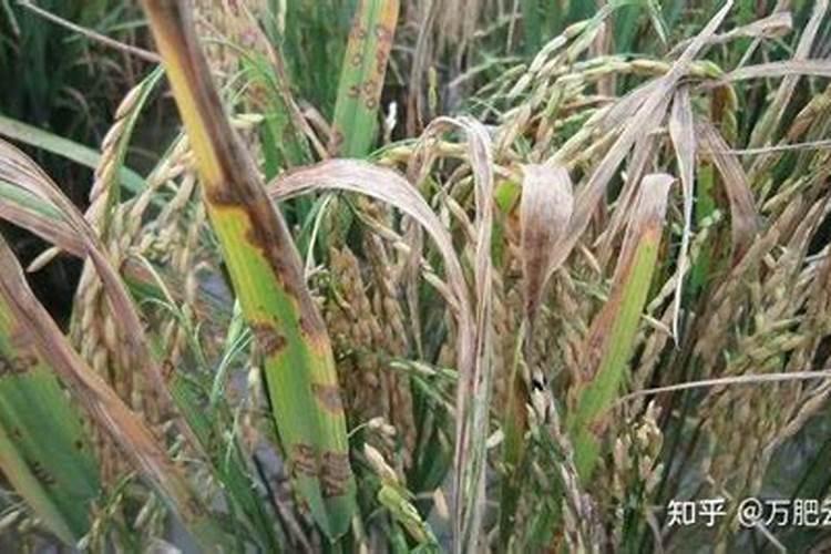 尿素和钾肥放家里对身体有影响吗