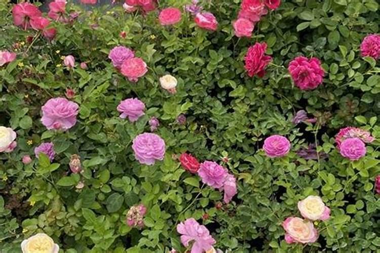 喷什么叶面肥芹菜长得快