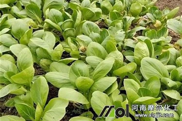 玉米抽雄期如何管理