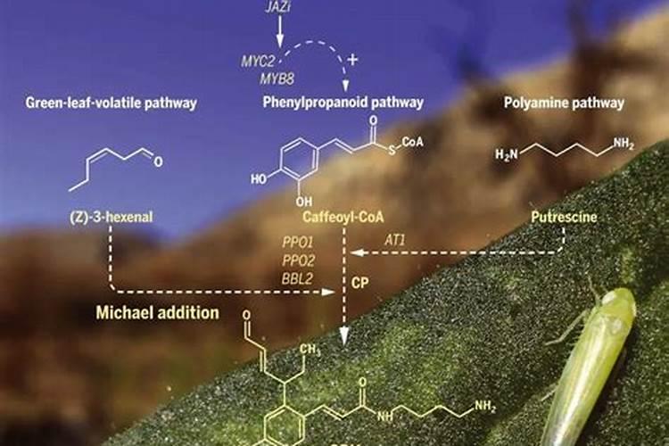 磷肥钾肥氮肥对植物有什么作用