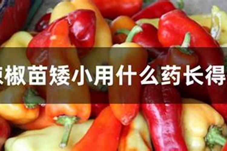 育辣椒苗前期怎样配制水溶性肥料？