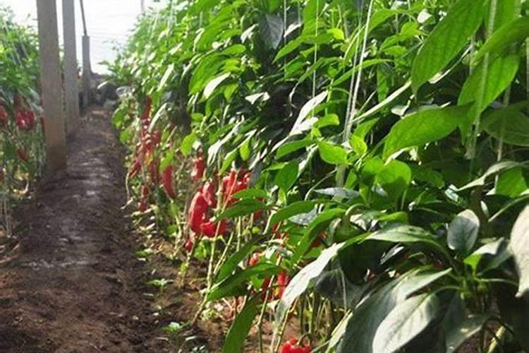 蟹爪兰的肥料与啥花通用