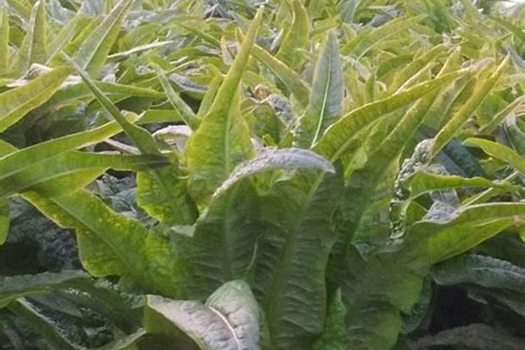 老农说莴苣膨大期需要补氮钾肥,具体怎么补肥呢？