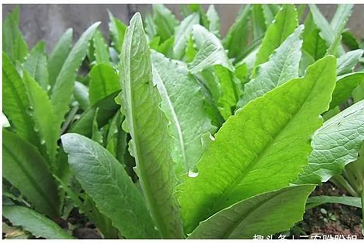 莴笋用什么肥料好