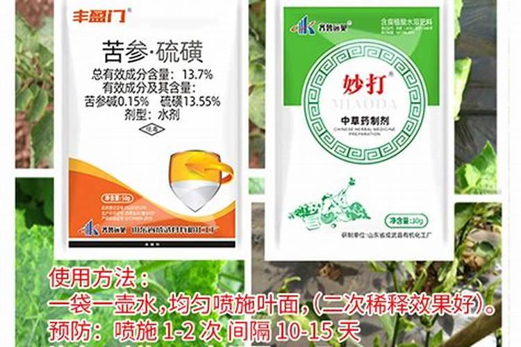 秋茬番茄定植后,怎么做可以防病促产结果多？