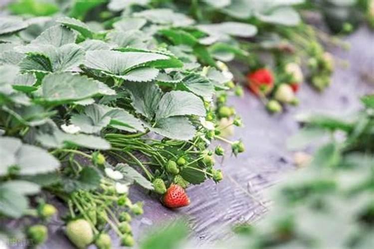 请问草莓膨果期冲什么化肥好？