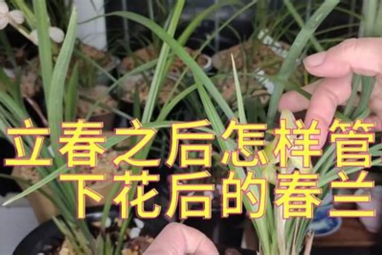 春兰花如何施肥