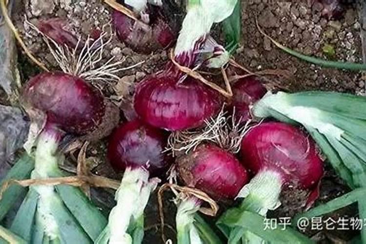 施用氮肥的方法
