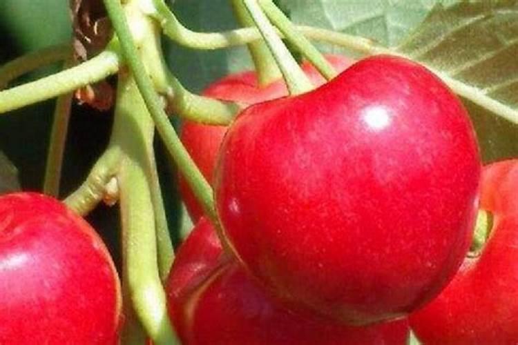 大樱桃花后什么时候可以冲水溶肥吗