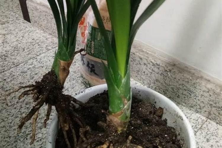 请教养兰高手用做君子兰肥料的(麻子)是蓖麻子吗