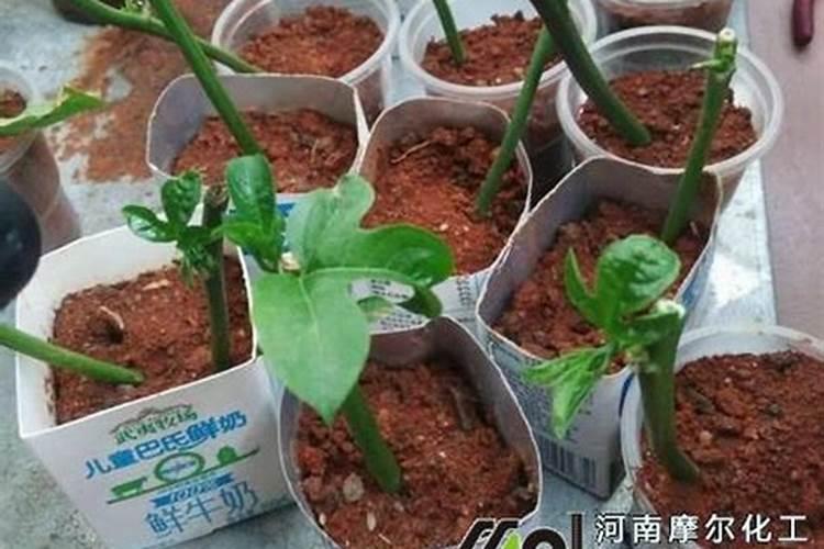 百香果膨果着色增甜管理如何做？黄金百香果打什么肥膨果着色
