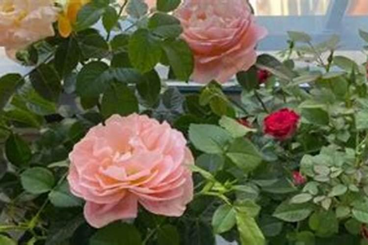 如何让紫薇主干发新芽