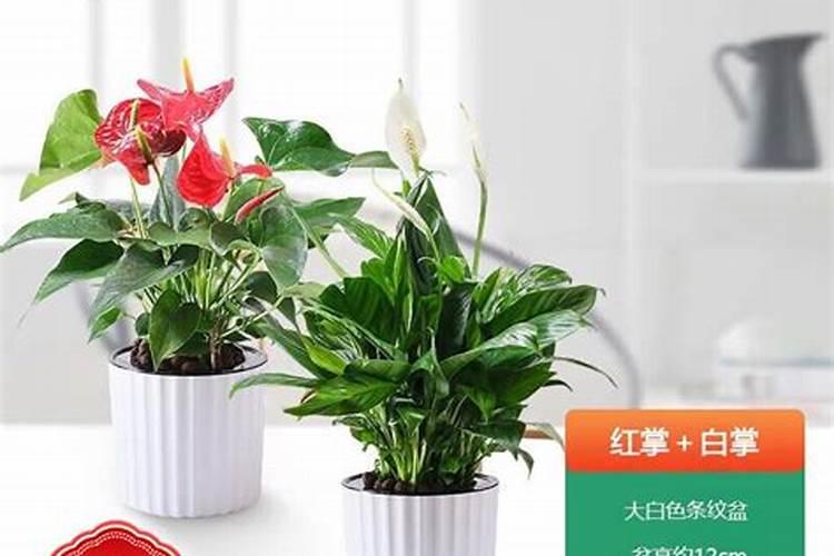给苹果套袋要遵循怎样的正确流程