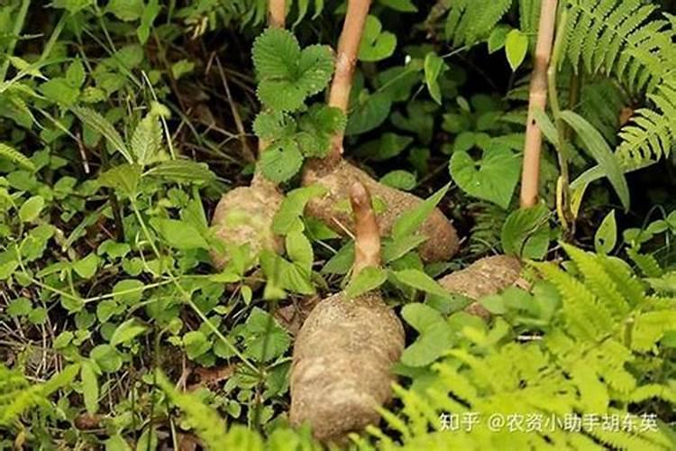 天麻种植跟种土豆一样吗？