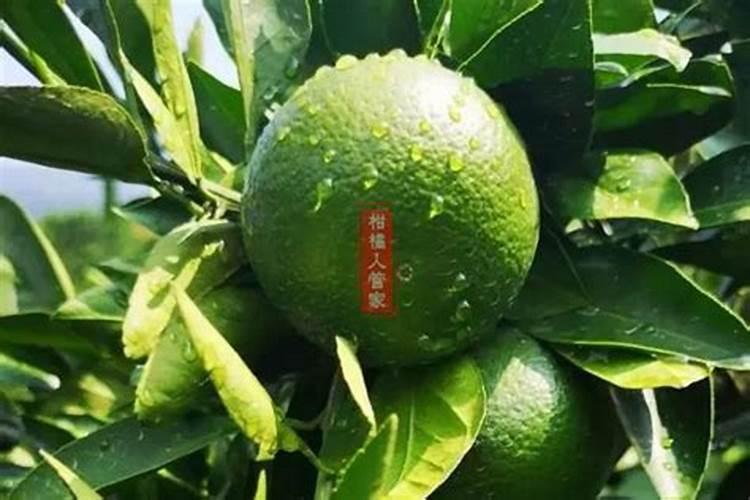 小番茄种下后多久浇一次水？一次浇多少水？
