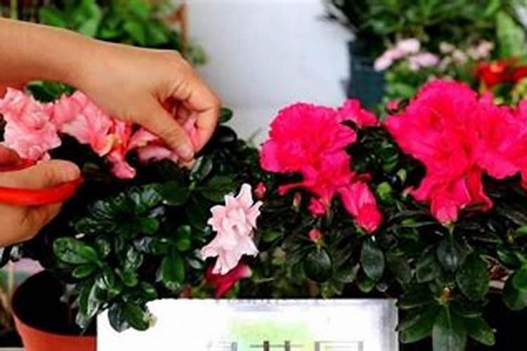 施肥不当对杜鹃花造成的伤害如何解救？