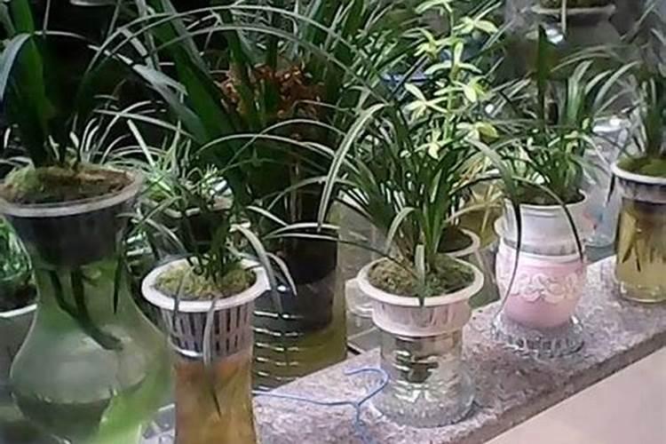 怎么给兰花施肥