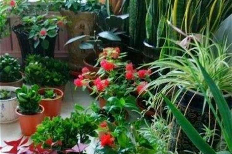 大豆花期可以打农药吗,喷什么叶面肥好