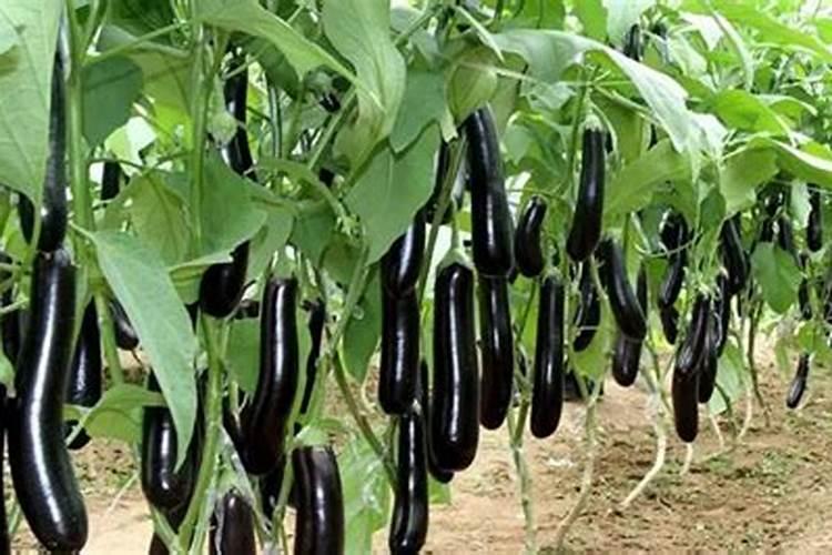 茄子什么时候施肥最好