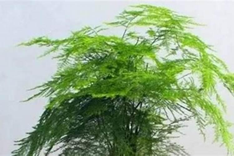 文竹施肥过多怎么处理,施肥后用浇水吗