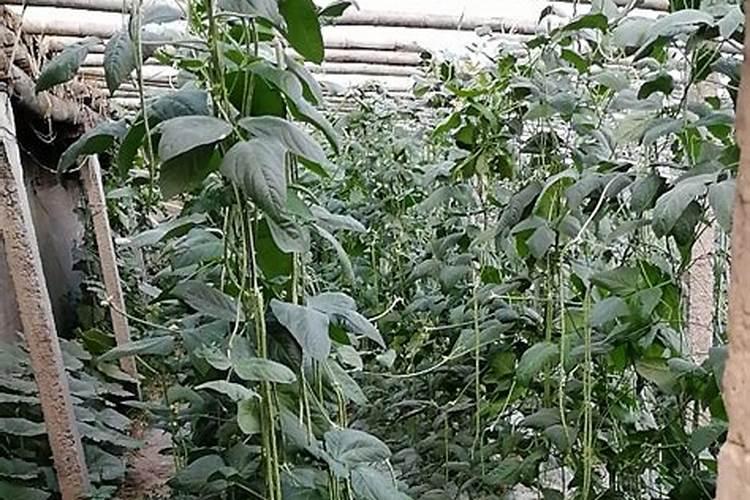 大豆根瘤菌剂能用于毛豆接种吗