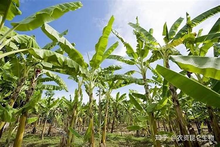 如何判断水草缺乏氮肥？