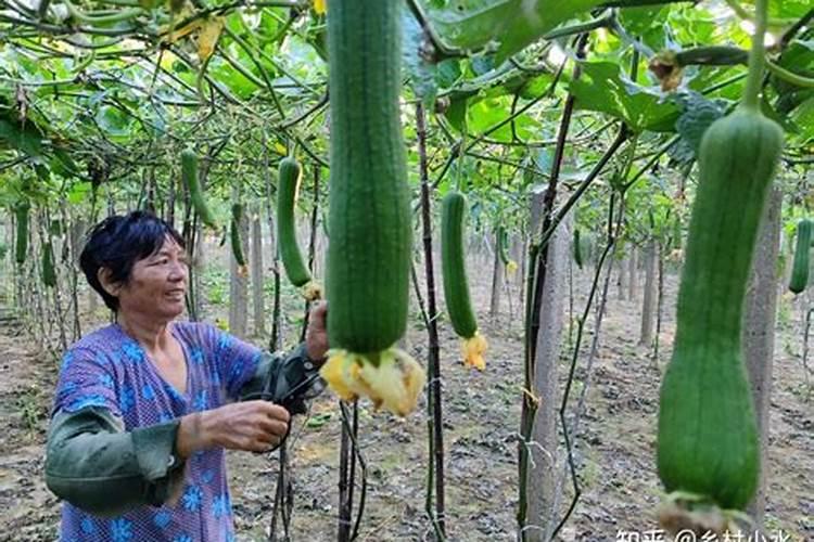 露天丝瓜的最佳种植时间和方法是哪个月？