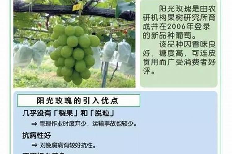 阳光玫瑰葡萄跑花什么原因造成的阳光玫瑰葡萄跑花是什么原因？
