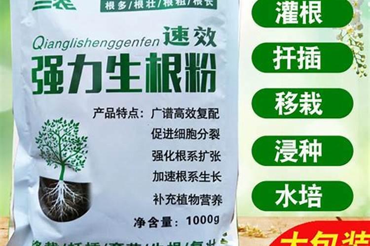 如何种月季花用生根粉
