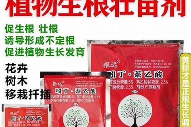 兰花如何使用生根粉