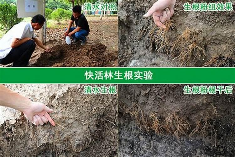 生根粉的成分和使用方法是什么