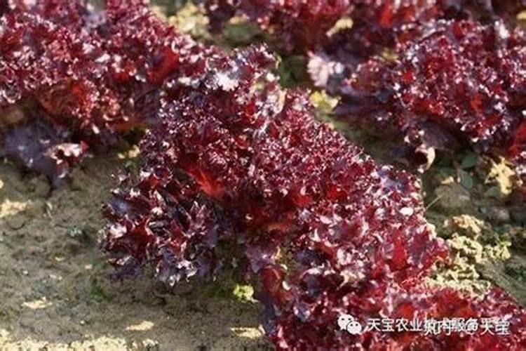棉花头水滴什么肥料