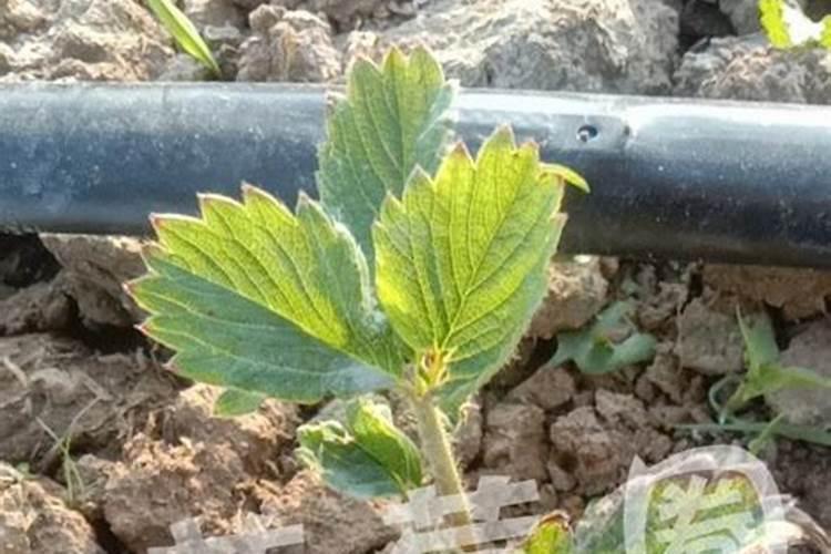 草莓苗适合用什么肥料？
