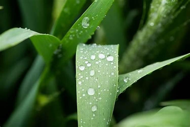 施磷肥是晴天好还是阴雨天好