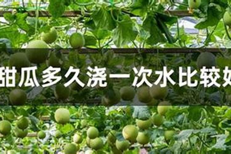 大棚香瓜伸碗期用什么肥好