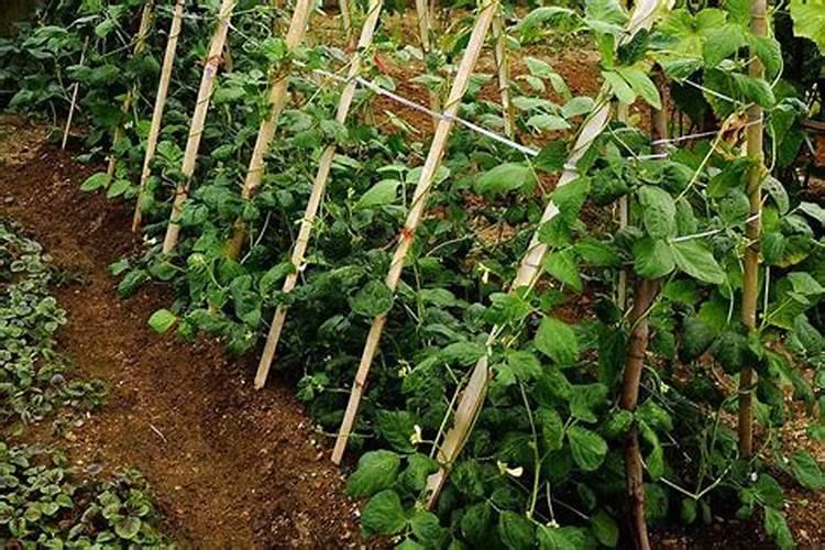 豆角多大开始浇水施肥